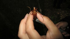 Proholopterus chilensis