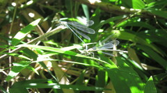 Ischnura fluviatilis