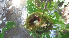 Sephanoides sephaniodes