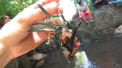 Spinus barbatus