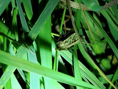 Ichneutica plena