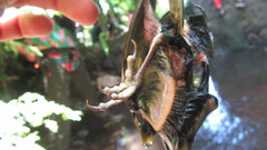 Spinus barbatus