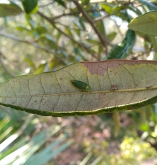 Rugosana