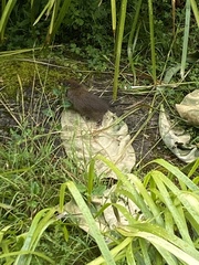 Rattus lutreola