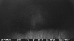 Sus scrofa meridionalis