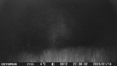 Sus scrofa meridionalis