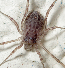 Oligolophus hanseni