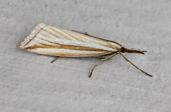 Hednota grammellus