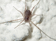 Oligolophus hanseni