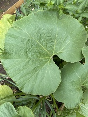 Cucurbita