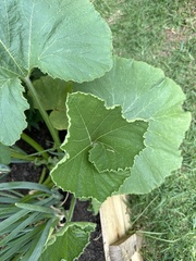 Cucurbita