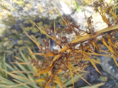 Aciphylla
