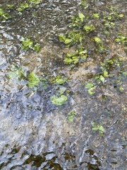 Hydrocotyle ranunculoides