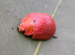 Paropsis parryi