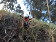 Alpaida veniliae
