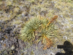 Aciphylla