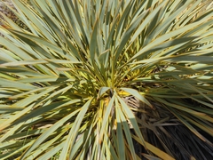 Aciphylla