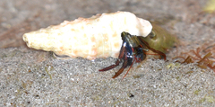Clibanarius digueti