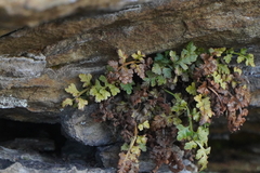 Asplenium montanum