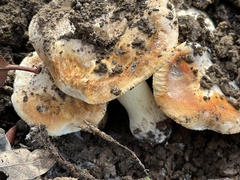 Tricholoma manzanitae