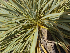Aciphylla