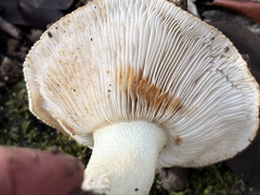Tricholoma manzanitae