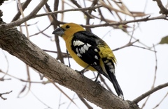 Pheucticus chrysogaster