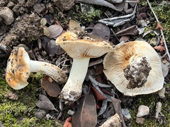 Tricholoma manzanitae