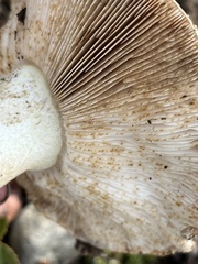 Tricholoma manzanitae