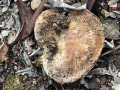 Tricholoma manzanitae