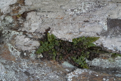 Asplenium montanum