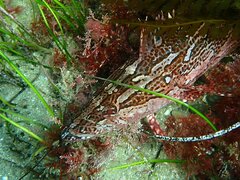 Heterostichus rostratus