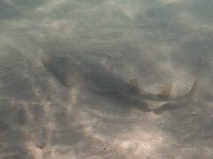 Pseudobatos productus