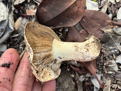 Tricholoma manzanitae