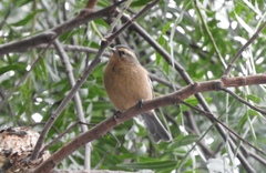 Conirostrum cinereum