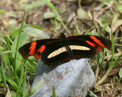 Podotricha telesiphe