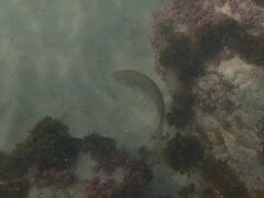 Halichoeres semicinctus