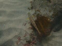 Halichoeres semicinctus