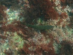 Halichoeres semicinctus