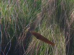 Halichoeres semicinctus