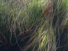 Halichoeres semicinctus