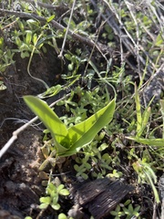 Piperia