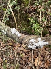 Schizophyllum commune