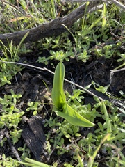 Piperia