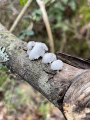 Schizophyllum commune