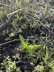 Piperia