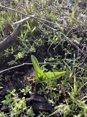 Piperia