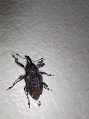 Heilipodus phrynodes