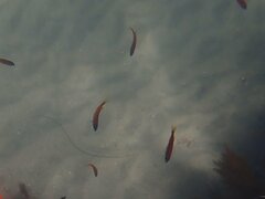 Chromis punctipinnis