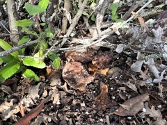 Tricholoma manzanitae